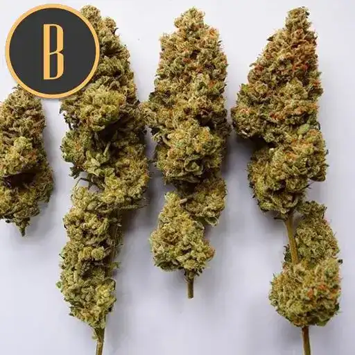OGKUSHBUDS