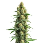Orka hybrid cannabis strain with potent buds and lush green leaves