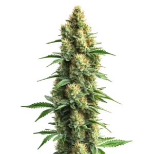 Orka hybrid cannabis strain with potent buds and lush green leaves