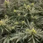 High THC Gorilla Glue #4 Seeds