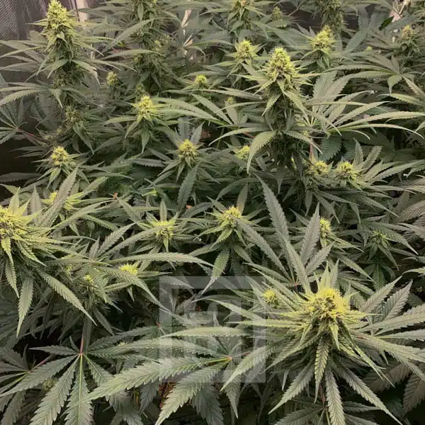 High THC Gorilla Glue #4 Seeds