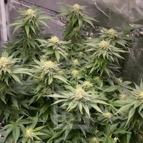 Girl Scout Cookies Progeny Seeds Display