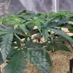 Premium Gorilla Glue #4 Strain Seeds