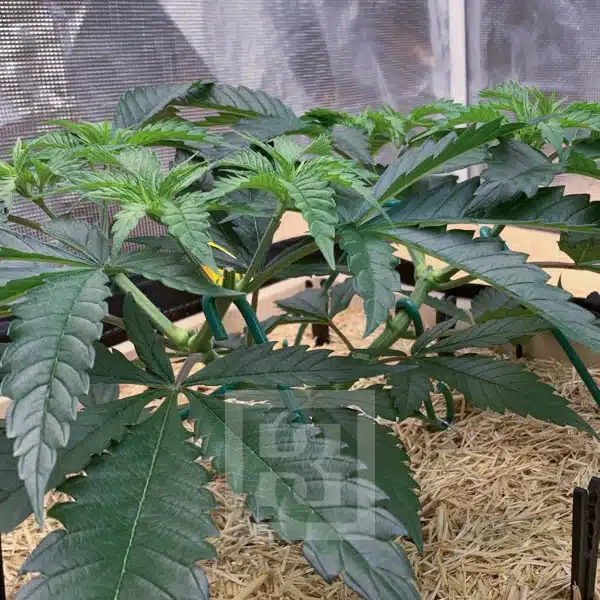 Premium Gorilla Glue #4 Strain Seeds