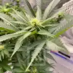 High-Quality GSC Seeds Presentation
