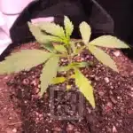 Grizzly Purple Auto Growth Cycle