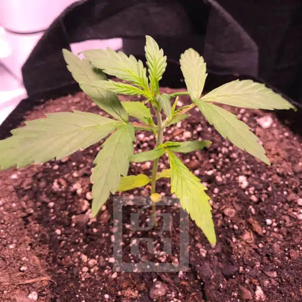 Grizzly Purple Auto Growth Cycle