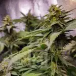 Mature Grizzly Purple Indica flower