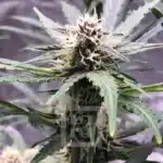 Grizzly Purple Kush Autoflowering Closeup