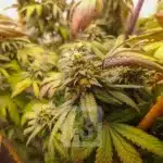 Lush Kush Grizzly Purple garden