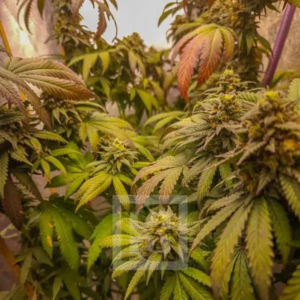 Grizzly's Kush Purple harvest ready