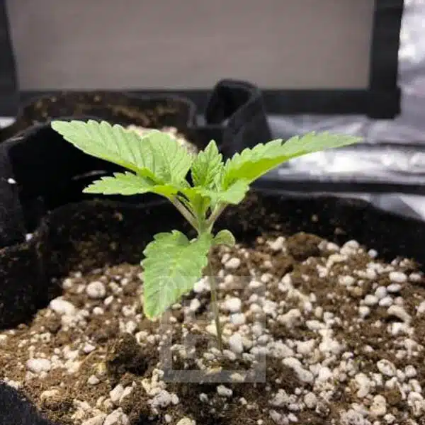 Purple Kush by Grizzly in natural light