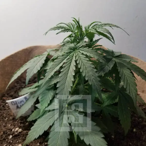 Gold Standard AK Auto Seed Excellence