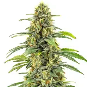 Santa Muerte FBV cannabis cola covered in trichomes with tightly packed flowers.