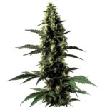 Silver Surfer Haze cannabis plant with tall structure and citrus-flavored buds from Blimburn Seeds
