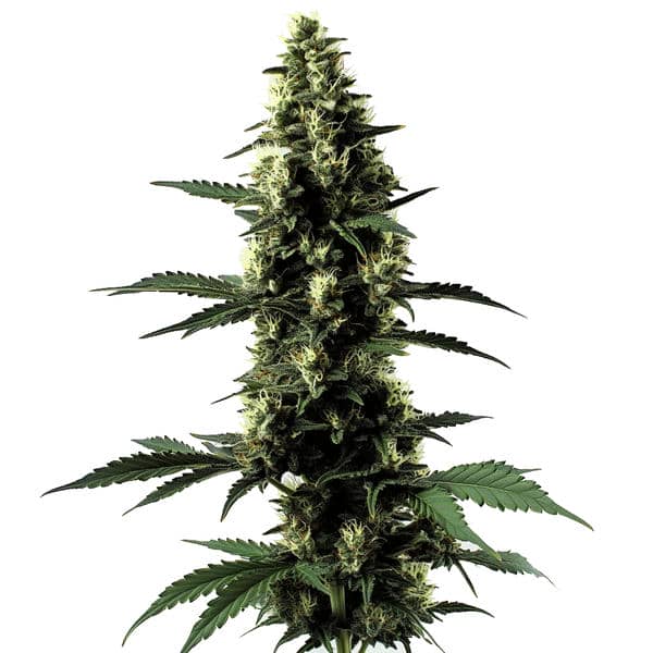 Silver Surfer Haze cannabis plant with tall structure and citrus-flavored buds from Blimburn Seeds