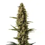 Sweety Auto cannabis plant with thick trichome-rich buds and narrow serrated leaves.