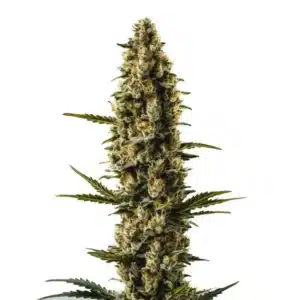 Sweety Auto cannabis plant with thick trichome-rich buds and narrow serrated leaves.