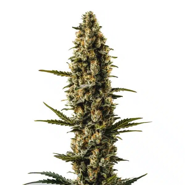 Sweety Auto cannabis plant with thick trichome-rich buds and narrow serrated leaves.