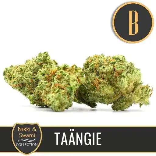 TANGIECANNABISBUDS
