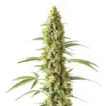 Tijuana cannabis plant with tall, slender colas and bright orange pistils.