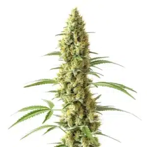 Tijuana cannabis plant with tall, slender colas and bright orange pistils.