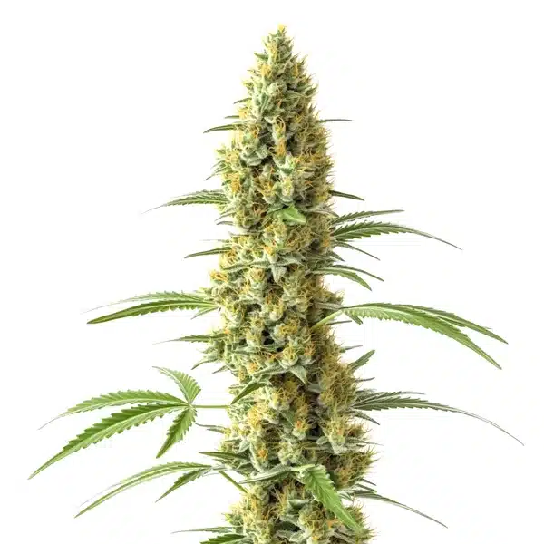 Tijuana cannabis plant with tall, slender colas and bright orange pistils.
