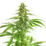 Wombat cannabis plant with dense green buds and bright leaves under white light.