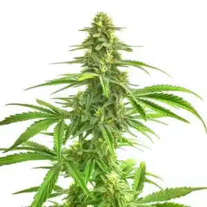 Wombat cannabis plant with dense green buds and bright leaves under white light.