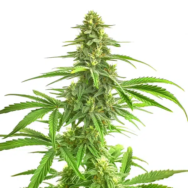 Wombat cannabis plant with dense green buds and bright leaves under white light.