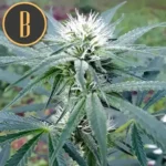 ZOMBIDEATHFUCKMARIJUANAPLANT8