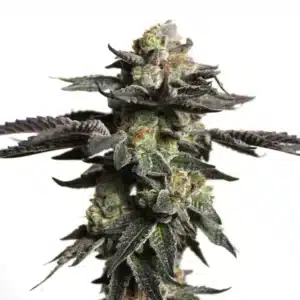 Zombie Death Fuck cannabis bud covered in thick resin and purple-dark leaves.