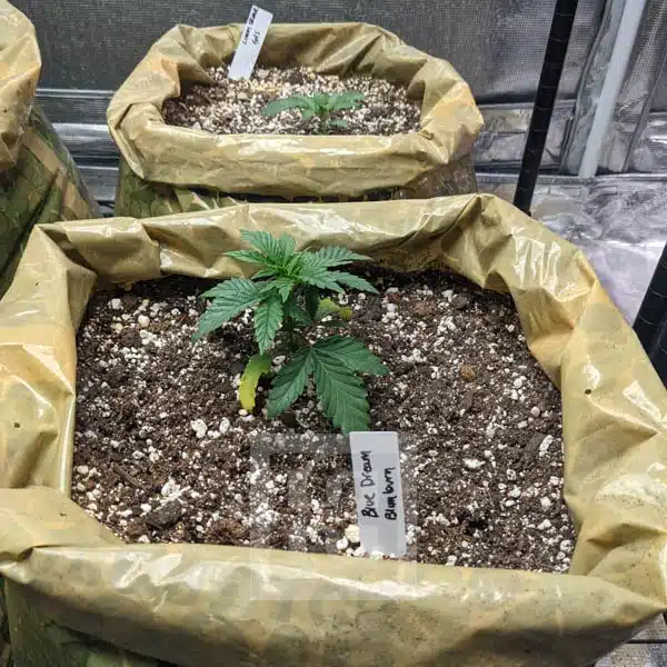 Experience potent highs with our Blue Dream High THC Seeds, offering berry flavors and stress reduction