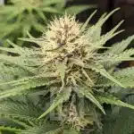 Blue Dream Seeds ideal for outdoor cultivation, resilient and high-yielding for a relaxing experience