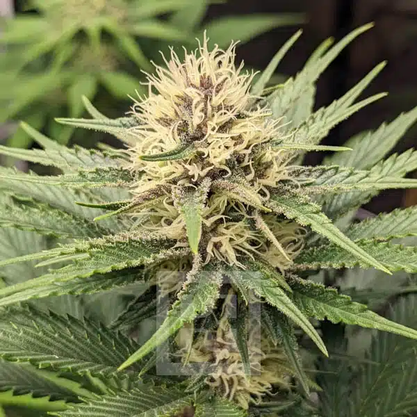 Blue Dream Seeds ideal for outdoor cultivation, resilient and high-yielding for a relaxing experience