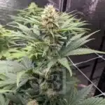 Blue Dream Seeds suitable for beginners, offering a balanced high and a fruity aroma