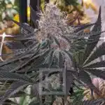 Blue Dream Seeds for Outdoor Cultivation available at Blimburn