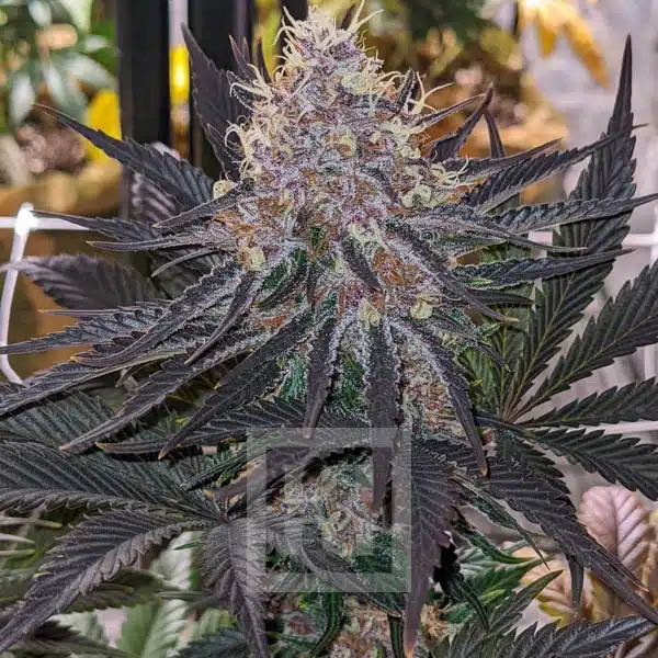 Blue Dream Seeds for Outdoor Cultivation available at Blimburn