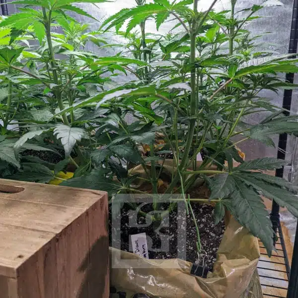 High-quality Blue Dream Seeds with Berry Aroma at Blimburn