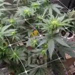 Blue Dream Haze Hybrid Seeds for Easy Cultivation at Blimburn
