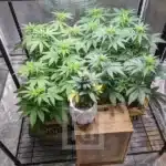 Blimburn's Blue Dream Seeds for Indoor Growing with Berry Mango Aroma