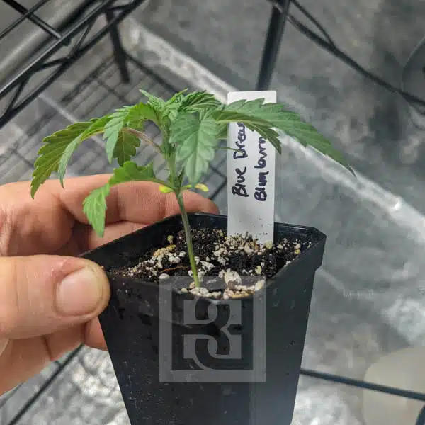 Outdoor Cultivation Blue Dream Seeds with High Yield at Blimburn