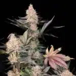 Manage stress with Blimburn's Blue Dream Seeds, featuring a Berry Aroma