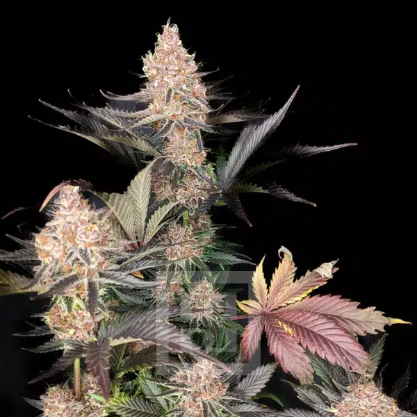Manage stress with Blimburn's Blue Dream Seeds, featuring a Berry Aroma