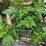 High Potency Blue Dream Seeds with Berry Flavor from Blimburn