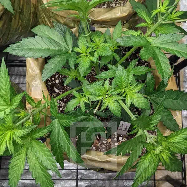 High Potency Blue Dream Seeds with Berry Flavor from Blimburn