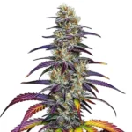 Blue Dream cannabis plant with frosty buds, purple and green leaves, and vibrant yellow accents