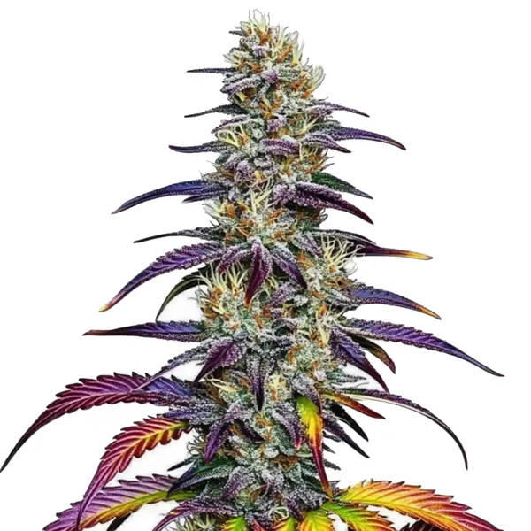 Blue Dream cannabis plant with frosty buds, purple and green leaves, and vibrant yellow accents