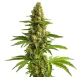 The Bruce Banner #3 cannabis plant with dense, resin-coated buds.