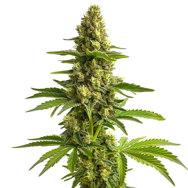 The Bruce Banner #3 cannabis plant with dense, resin-coated buds.